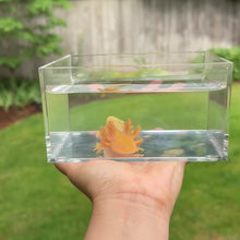 Cargar y reproducir el video en el visor de la galería, Golden Albino Axolotl
