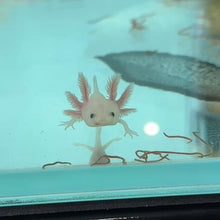 Load and play video in Gallery viewer, Baby Leucistic (Lucy) Axolotl
