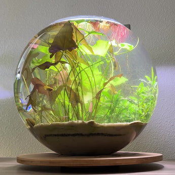 5 Gallon Glass Fish Bowl Fish4Ever Aquatics