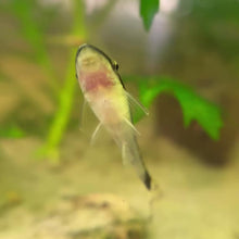 Load and play video in Gallery viewer, Otocinclus Catfish | Algae Eater
