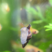 Cargar y reproducir el video en el visor de la galería, Assassin Snail
