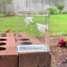 Load and play video in Gallery viewer, Platinum Blue Eye Balloon Molly Pair
