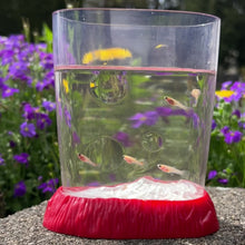 Cargar y reproducir el video en el visor de la galería, Young Glass Belly Guppy
