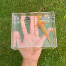 Cargar y reproducir el video en el visor de la galería, Golden Albino Axolotl
