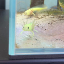 Load and play video in Gallery viewer, GFP Lucy Axolotl
