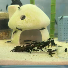 Cargar y reproducir el video en el visor de la galería, Green Shrimp | Neocaridina
