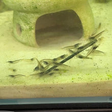 Cargar y reproducir el video en el visor de la galería, Amano Shrimp | Caridina multidentata

