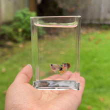Load and play video in Gallery viewer, Short Dragon Mosaic Glass Belly Guppy Pair
