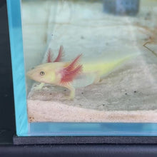 Cargar y reproducir el video en el visor de la galería, GFP Lucy Axolotl

