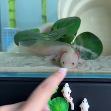 Load and play video in Gallery viewer, Leucistic (Lucy) Axolotl
