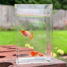 Cargar y reproducir el video en el visor de la galería, Ribboned Orange Koi Glass Belly Guppy Pair
