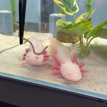 Load and play video in Gallery viewer, Proven Breeder Pair of Axolotls | WYSIWYG
