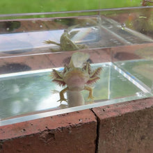 Load and play video in Gallery viewer, Hypomelanistic Axolotl
