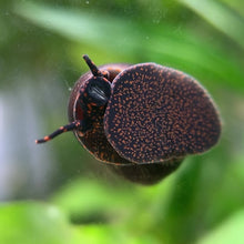 Cargar y reproducir el video en el visor de la galería, [pre-order] Blueberry Snail Breeding Pair

