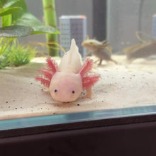 Load and play video in Gallery viewer, Luna - Leucistic (Lucy) Axolotl | WYSIWYG
