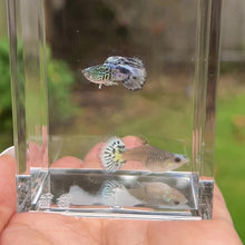 Load and play video in Gallery viewer, Blue Koi Snake Skin Guppy Pair
