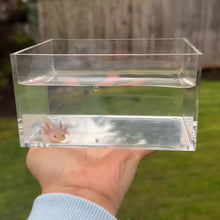Cargar y reproducir el video en el visor de la galería, Dirty Leucistic (Lucy) Axolotl

