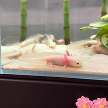 Load and play video in Gallery viewer, Baby Leucistic (Lucy) Axolotl
