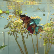 Cargar y reproducir el video en el visor de la galería, Candy Galaxy Male Betta | WYSIWYG
