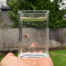 Cargar y reproducir el video en el visor de la galería, Ribboned Tucan Glass Belly Guppy Pair
