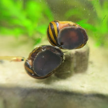 Cargar y reproducir el video en el visor de la galería, Zebra Nerite Snail
