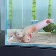 Load and play video in Gallery viewer, Leucistic (Lucy) Axolotl
