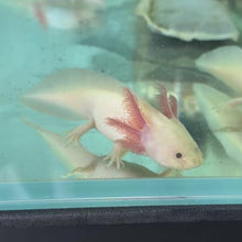 Cargar y reproducir el video en el visor de la galería, Hypomelanistic Leucistic (Lucy) Axolotl
