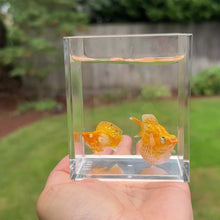 Load and play video in Gallery viewer, Tangerine Balloon Molly Pair
