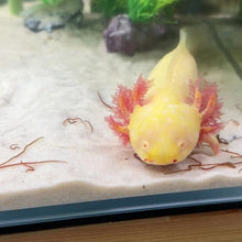 Cargar y reproducir el video en el visor de la galería, Adoption Axolotl (morph may vary)
