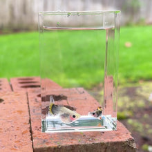 Load and play video in Gallery viewer, Fire Tux Glass Belly Guppy Pair
