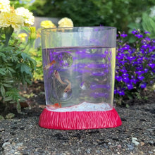 Load and play video in Gallery viewer, 4 Juvenile Glass Belly Guppy Fish
