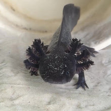 Load and play video in Gallery viewer, Melanoid Axolotl
