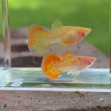Cargar y reproducir el video en el visor de la galería, Albino Sunrise Mosaic Glass Belly Guppy Pair
