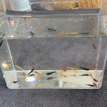 Load and play video in Gallery viewer, Skittle Pack of Shrimp
