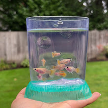Cargar y reproducir el video en el visor de la galería, Breeder Pack Banana Glass Belly
