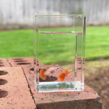 Load and play video in Gallery viewer, Crimson Rose Glass Belly Guppy Pair
