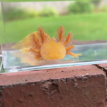 Cargar y reproducir el video en el visor de la galería, Golden Albino Axolotl
