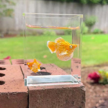 Load and play video in Gallery viewer, Tangerine Balloon Molly Pair
