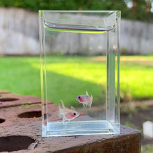 Load and play video in Gallery viewer, Ribboned Pingu Glass Belly Guppy Pair

