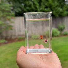 Load and play video in Gallery viewer, Jaguar Glass Belly Guppy Pair
