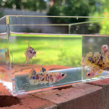 Cargar y reproducir el video en el visor de la galería, Galaxy Koi Yellow Betta Sorority Pack
