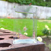 Cargar y reproducir el video en el visor de la galería, Cobra Mosaic Glass Belly Guppy Pair
