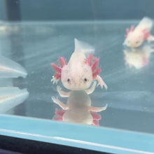 Cargar y reproducir el video en el visor de la galería, Dirty Leucistic (Dirty Lucy) Axolotl
