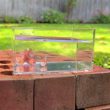 Load and play video in Gallery viewer, Nemo Galaxy Betta Sorority Pack
