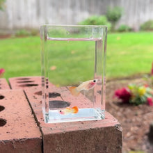 Load and play video in Gallery viewer, Ribboned Apricot Sunrise Glass Belly Guppy Pair
