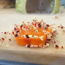 Cargar y reproducir el video en el visor de la galería, Crystal Red Shrimp | Caridina cantonensis
