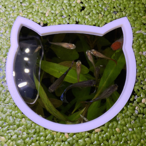 Cat Portal Feeding Ring Fish Feeders