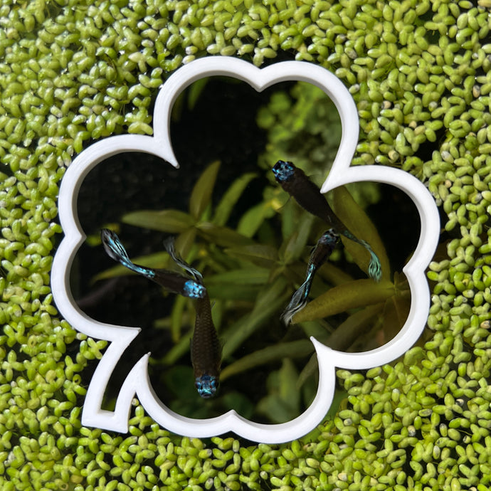 Clover Portal Feeding Ring