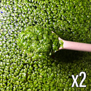 Duckweed | Live Floating Plant