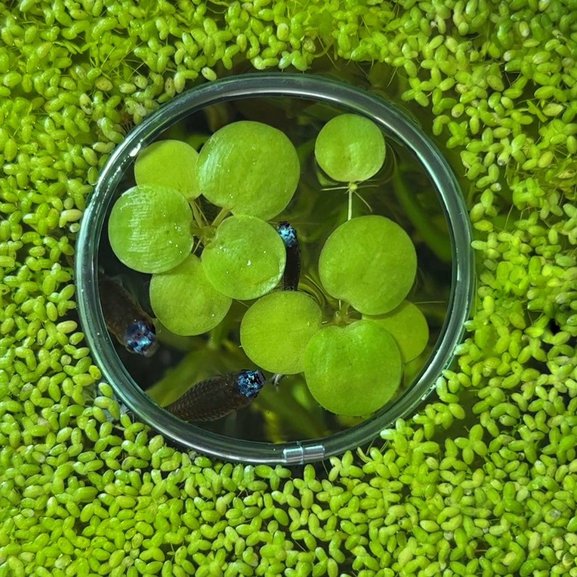 Amazon Frogbit | Live Floating Plant – Fish4Ever Aquatics
